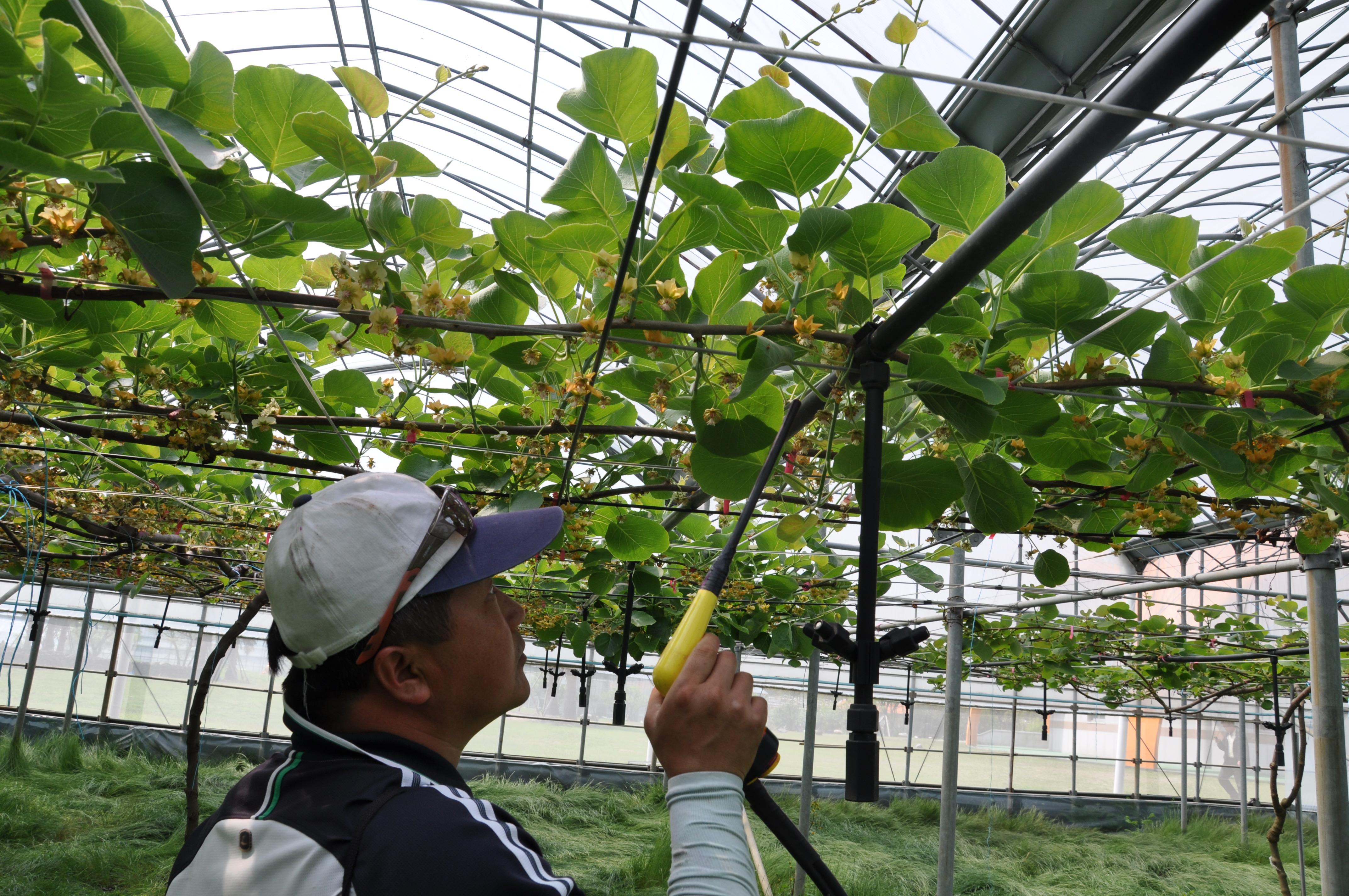 키위 꽃가루 인공수정